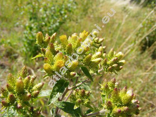 Inula conyzae (Griesselich) Meikle (Inula conyza DC., Conyza squarrosa L., Aster conyzae Griess., Inula vulgaris (Lam.) Trev.)