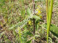 Inula conyzae (Griesselich) Meikle (Inula conyza DC., Conyza squarrosa L., Aster conyzae Griess., Inula vulgaris (Lam.) Trev.)