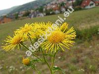 Inula britannica L.