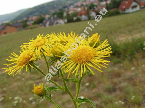 Inula britannica L.