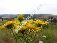 Inula britannica L.