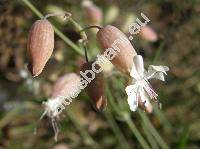 Silene vulgaris (Moench) Garcke (Oberna behen (L.) Ikonn., Cucubalus behen L., Silene venosa Ascher., Behenantha behen (L.) Ikonn., Silene inflata Sm.)