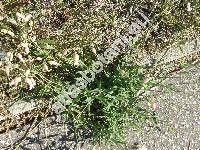 Silene vulgaris (Moench) Garcke (Oberna behen (L.) Ikonn., Cucubalus behen L., Silene venosa Ascher., Behenantha behen (L.) Ikonn., Silene inflata Sm.)