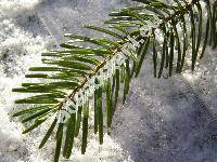 Abies nordmanniana (Stev.) Spach