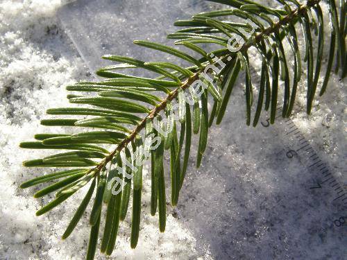 Abies nordmanniana (Stev.) Spach