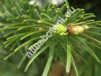 Abies nordmanniana (Stev.) Spach