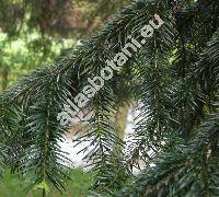 Abies nordmanniana (Stev.) Spach