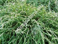 Chamaecyparis pisifera 'Filifera Nana' (Chamaecyparis filifera Veitch ex Sncl.)