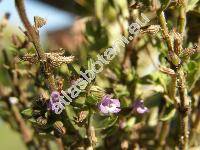 Acinos arvensis (Lamk.) Dandy (Melissa acinos (L.) Benth., Satureja acinos (L.) Schelle, Clinopodium acinos (L.) Kuntze, Calamintha acinos (L.) Clairv., Calamintha arvensis Lamk.)