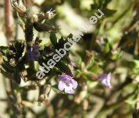 Acinos arvensis (Lamk.) Dandy (Melissa acinos (L.) Benth., Satureja acinos (L.) Schelle, Clinopodium acinos (L.) Kuntze, Calamintha acinos (L.) Clairv., Calamintha arvensis Lamk.)