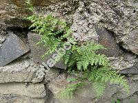Cystopteris fragilis (L.) Bernh. (Aspidium fragile (L.) Swartz, Polypodium fragile L.)