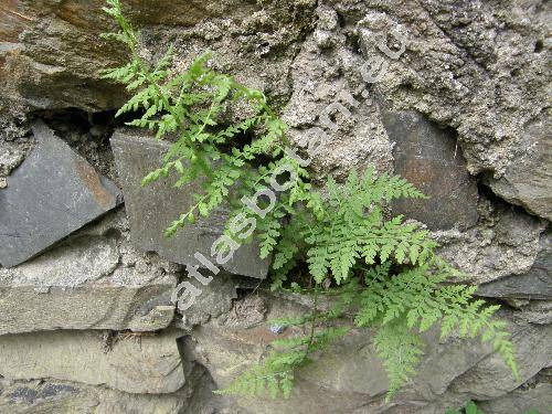 Cystopteris fragilis (L.) Bernh. (Aspidium fragile (L.) Swartz, Polypodium fragile L.)