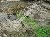 Cystopteris fragilis (L.) Bernh. (Aspidium fragile (L.) Swartz, Polypodium fragile L.)
