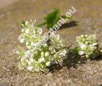 Cardaria draba L. (Lepidium draba L.)