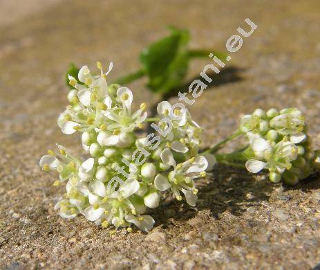 Cardaria draba L. (Lepidium draba L.)