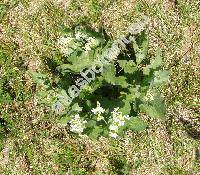 Cardaria draba L. (Lepidium draba L.)