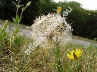 Tragopogon orientalis L. (Tragopogon pratensis subsp. orientalis (L.) el., Tragopogon pratensis agg.)