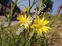 Tragopogon orientalis L. (Tragopogon pratensis subsp. orientalis (L.) el., Tragopogon pratensis agg.)