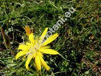 Tragopogon pratensis subsp. pratensis (Tragopogon pratensis agg.)