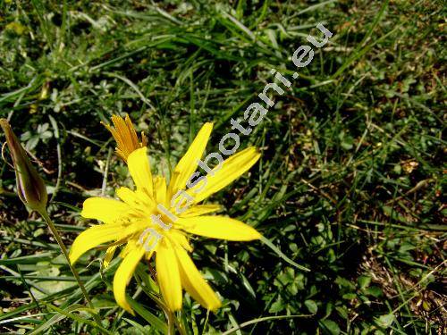 Tragopogon pratensis subsp. pratensis (Tragopogon pratensis agg.)