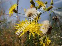 Sonchus arvensis L. (Sonchus intermedius Koch, Sonchus uliginosus Bieb.)