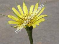 Tragopogon dubius Scop. (Tragopogon campestris Bes., Tragopogon major Jacq.)