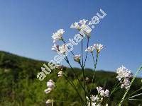 Asperula cynanchica L. (Asperula montana W. et K. ex Willd., Asperula stricta Opiz)