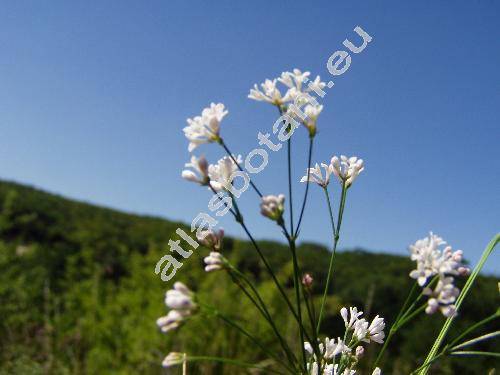 Asperula cynanchica L. (Asperula montana W. et K. ex Willd., Asperula stricta Opiz)