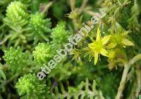 Sedum sexangulare L. (Sedum acre subsp. sexangulare Schwarz, Sedum boloniense Lois.)