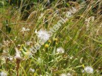 Senecio sylvaticus L. (Jacobaea sylvatica (L.) Moench)