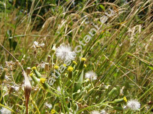 Senecio sylvaticus L. (Jacobaea sylvatica (L.) Moench)