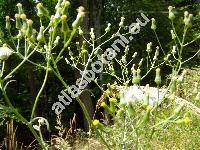 Senecio sylvaticus L. (Jacobaea sylvatica (L.) Moench)