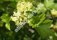 Ribes alpinum L. (Ribes lucidum, Liebichia gottsteinii Opiz, Liebichia alpina (L.) Opiz)