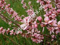 Prunus tenella Batsch (Amygdalus nana L., Prunus nana (L.) Stok., Amygdalus campestris Bess.)