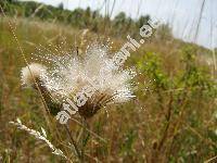 Cirsium arvense (L.) Scop. (Cnicus arvensis (L.) G., Cirsium incanum Bieb., Breea arvenis (L.) Less., Serratula arvensis L.)