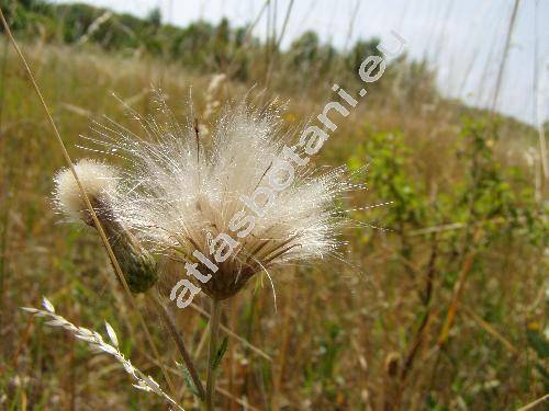 Cirsium arvense (L.) Scop. (Cnicus arvensis (L.) G., Cirsium incanum Bieb., Breea arvenis (L.) Less., Serratula arvensis L.)