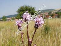 Cirsium arvense (L.) Scop. (Cnicus arvensis (L.) G., Cirsium incanum Bieb., Breea arvenis (L.) Less., Serratula arvensis L.)