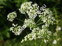 Conium maculatum L. (Sium conium Vest, Coriandrum maculatum (L.) Roth, Selinum conium (Vest) Krause, Cicuta officinalis Crantz)