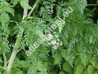 Conium maculatum L. (Sium conium Vest, Coriandrum maculatum (L.) Roth, Selinum conium (Vest) Krause, Cicuta officinalis Crantz)