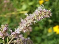 Mentha longifolia (L.) Huds. (Mentha sylvestris L.)