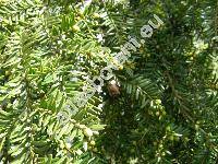 Tsuga canadensis (L.) Carr. (Pinus canadensis L., Abies canadensis (L.) Michx., Picea canadensis (L.) Link)