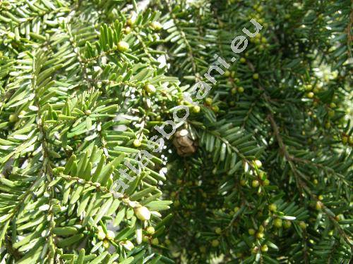 Tsuga canadensis (L.) Carr. (Pinus canadensis L., Abies canadensis (L.) Michx., Picea canadensis (L.) Link)