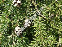 Tsuga canadensis (L.) Carr. 'Pendula' (Tsuga canadensis 'Sargentii')