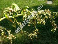 Atriplex hortensis L.