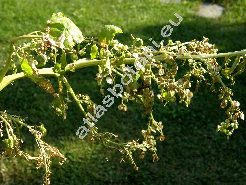 Atriplex hortensis L.