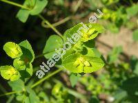 Euphorbia platyphyllos L. (Tithymalus platyphyllos (L.) Hill)