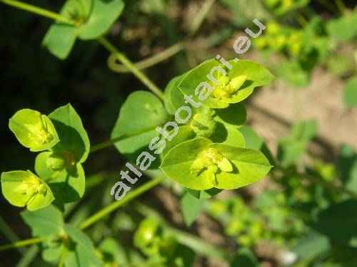 Euphorbia platyphyllos L. (Tithymalus platyphyllos (L.) Hill)