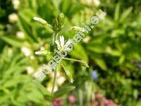 Holosteum umbellatum L. (Cerastium ubellatum (L.) Crantz, Arenaria umbellata (L.) Clairv., Stellaria triandra De Bary)