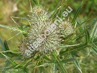 Cirsium eriophorum (L.) Scop. (Carduus eriophorus L., Cnicus eriophorus (L.) Roth)