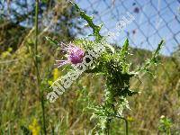 Carduus nutans L. (Carduus acanthoides)